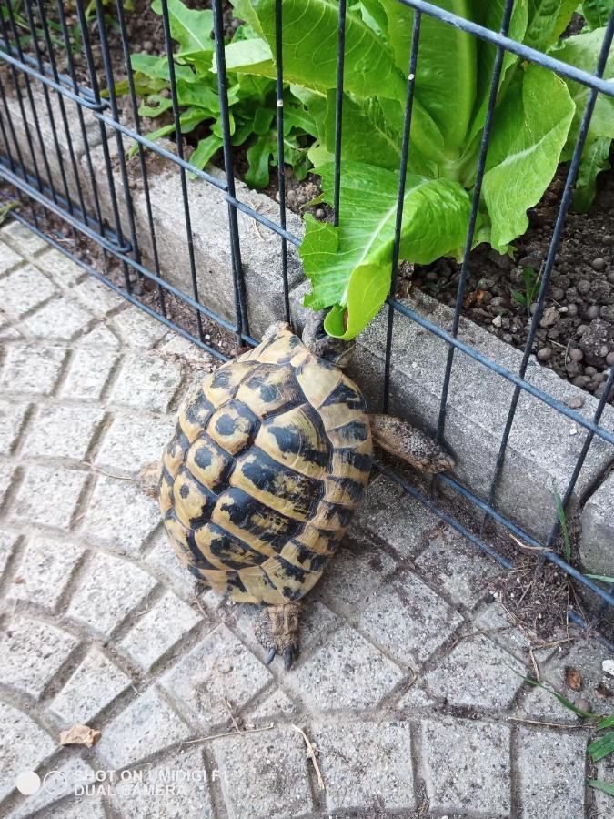 Le Piante Di Casa Samar Acomodação com café da manhã Castelguelfo Exterior foto