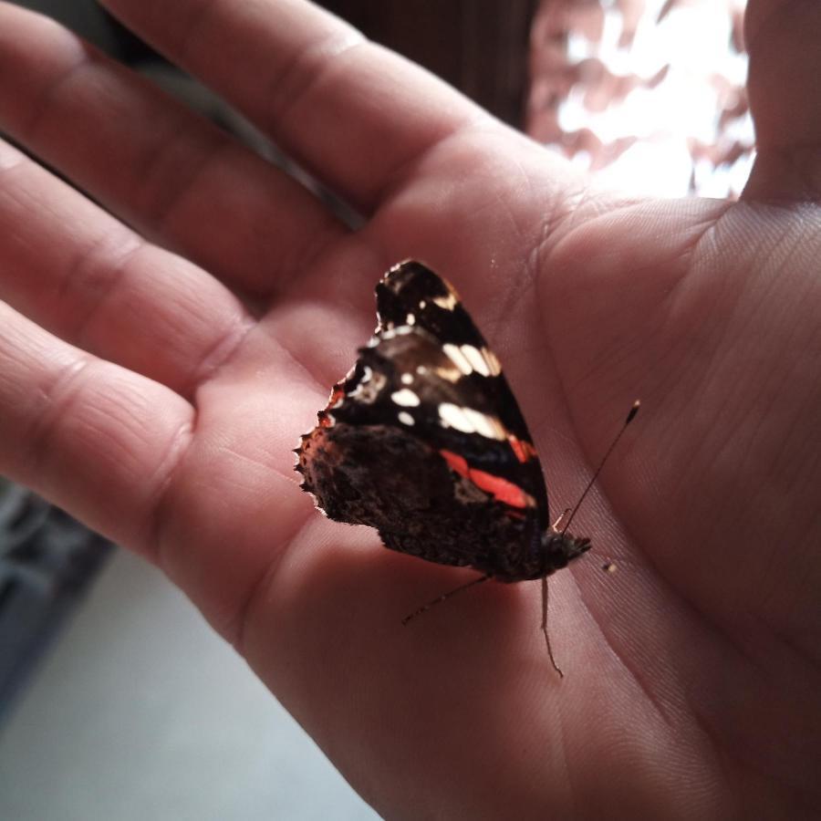 Le Piante Di Casa Samar Acomodação com café da manhã Castelguelfo Exterior foto